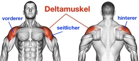 vorderer_seitlicher_hinterer_deltamuskel-musculus_deltoideus