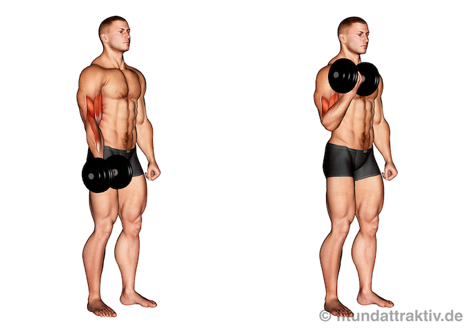 Morgens Krafttraining: Bild von der Übung Bizeps Curls einarmig.