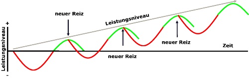 Bauchmuskeln trainieren: Superkompensation Schaubild.