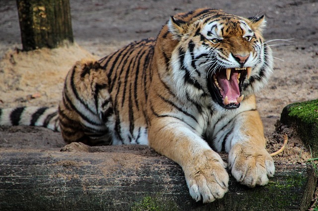 Fitness_Motivation-Tiger-Aggressivität