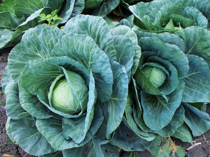 Kohlsuppendiät Plan: Foto von frischem Weißkohl auf dem Feld
