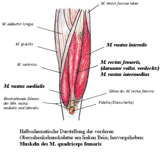 Beinbeuge: Foto von einer schematischen Darstellung des Oberschenkel mit Quadrizeps