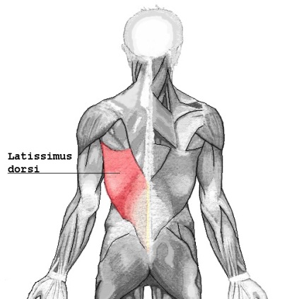 Latissimusübungen: Foto von einer grafischen Rückenansicht mit markiertem Latissimus dorsi