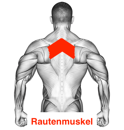 Bild von dem Rautenmuskel namens Musculus rhomboideus major.