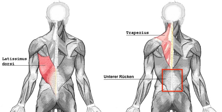 Beste Rückenübungen: Foto von einer Grafik mit den 3 größten Rückenmuskeln.