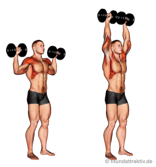 Krafttraining mit Kurzhanteln: Bild von der Übung Schulterdrücken mit Kurzhanteln.