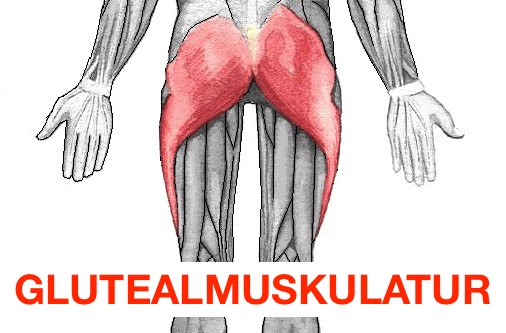 Grafik von der Glutealmuskulatur, dem großen Gesäßmuskel.