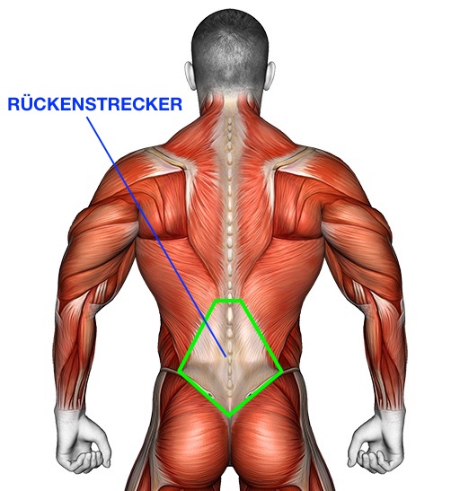 Foto von dem Rückenstrecker Muskel am unteren Rücken.