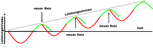 Bauchmuskeltraining jeden Tag: Foto von einer Grafik der Superkompensation zur Erholung und Wachstum der Muskeln.