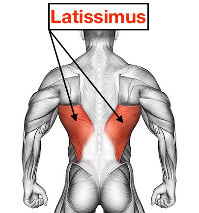 Foto von dem Latissimus Muskel / breiter Rückenmuskel.