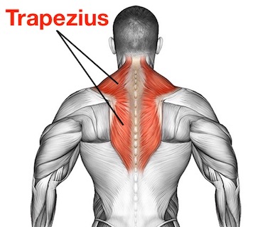 Foto von dem Musculus trapezius, dem Trapezmuskel.