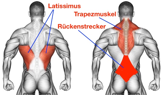 Grafik von den Rückenmuskeln Latissimus, Trapezmuskel und Rückenstrecker.