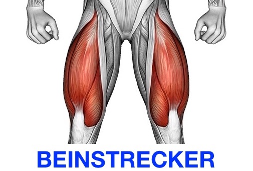 Grafik von dem Beinstrecker Muskel Quadrizeps.