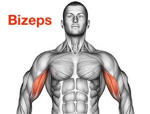 Foto von dem Bizeps / Armbeuger Muskel namens Musculus biceps brachii.