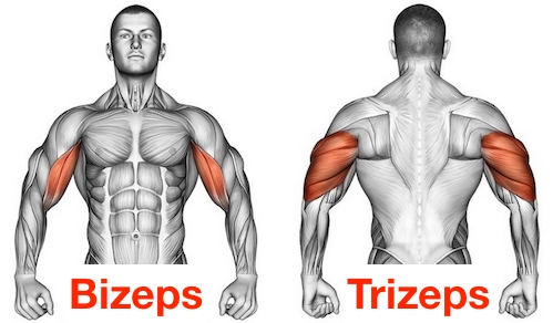 Foto von den Bizeps und Trizeps Muskeln zum Oberarme trainieren.
