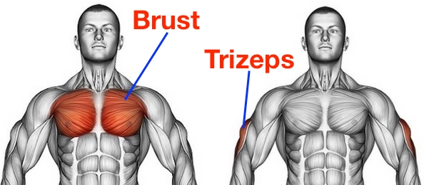 Foto von den Bankdrücken Muskelgruppen Brust und Trizeps.