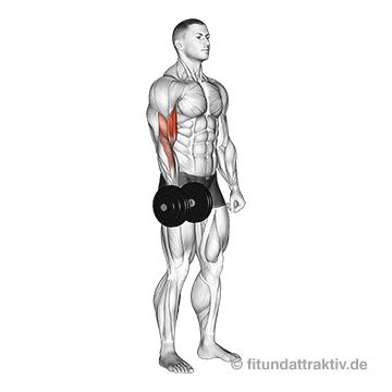 Hanteltraining PDF Trainingsplan: GIF von der Übung Bizeps Curls einarmig mit Kurzhantel.