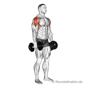 Hanteltraining PDF Trainingsplan: GIF von der Übung Seitheben mit Kurzhanteln.