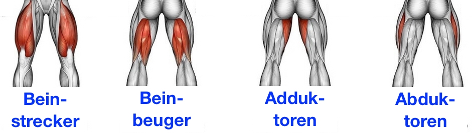 Foto von den Oberschenkelmuskeln Beinstrecker, Beinbeuger, Adduktoren und Abduktoren zum Oberschenkelmuskulatur aufbauen.