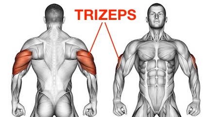 Foto von dem Trizeps / Armstrecker Muskel namens Musculus triceps brachii.