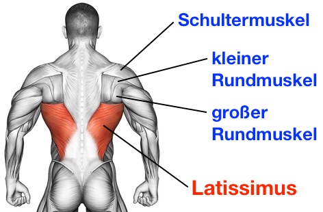 Klimmzüge Muskelgruppen: Foto von den Muskeln Latissimus, kleiner und großer Rundmuskel sowie Schultermuskel.