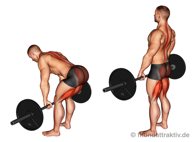 Bild von der Übung Kreuzheben Langhantel gestreckt.