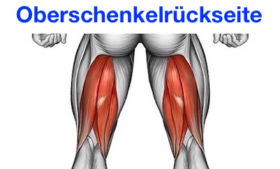 Foto vom Oberschenkelrückseite Muskel.