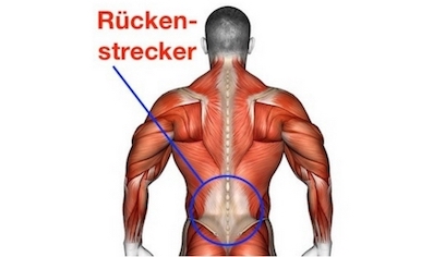 Foto von dem Rückenstrecker Muskel namens Musculus erector spinae am unteren Rücken.