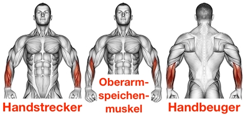 Foto von den Unterarmmuskeln Handstrecker, Oberarmspeichenmuskel und Handbeuger.