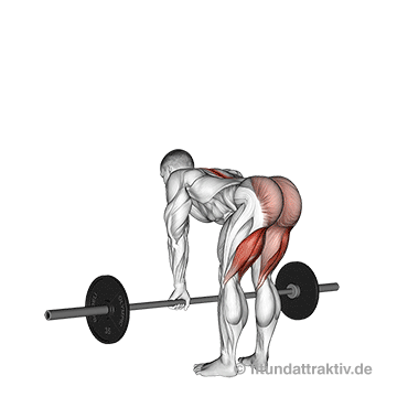 GIF von der Übung gestrecktes Kreuzheben mit Langhantel.