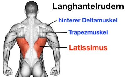Foto von den Langhantelrudern vorgebeugt Muskeln: Latissimus, Trapezmuskel und hinterer Deltamuskel.