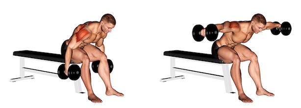 Hintere Schulter Übungen: Foto von der Übung Seitheben vorgebeugt Kurzhantel sitzend.