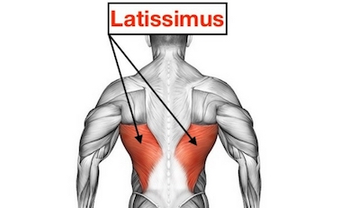 Foto von dem Latissimus (breiter Rückenmuskel) namens Musculus Latissimus dorsi.