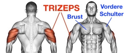 Foto von den Muskeln Trizeps, Brust und vordere Schulter.