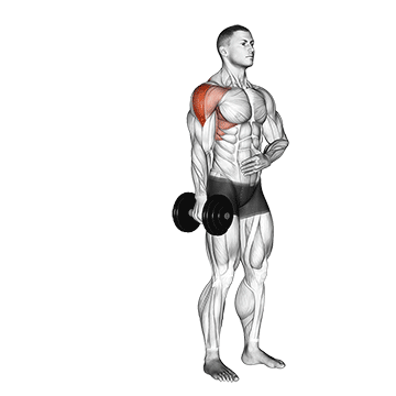 Seitliche Schultermuskulatur trainieren: GIF von der Übung Einarmiges Seitheben mit Kurzhantel.
