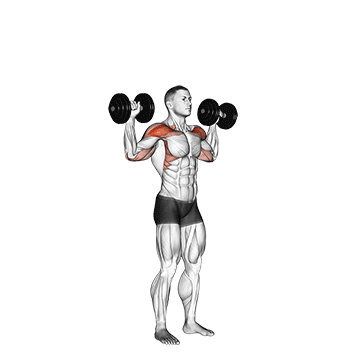 Seitliche Schultermuskulatur trainieren: GIF von der Übung Schulterdrücken mit Kurzhanteln.