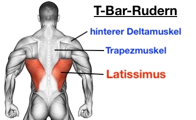 Foto von den T Bar Rudern Muskeln: Latissimus, Trapezmuskel und hinterer Deltamuskel.
