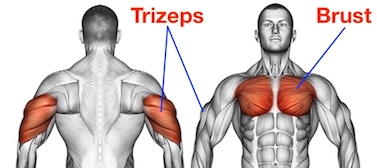 Foto von den Trizeps Liegestütze Muskelgruppen Trizeps und Brust.