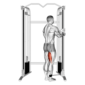 Hintere Oberschenkelmuskulatur: GIF von der Übung Beinbizeps trainieren am Kabelzug.