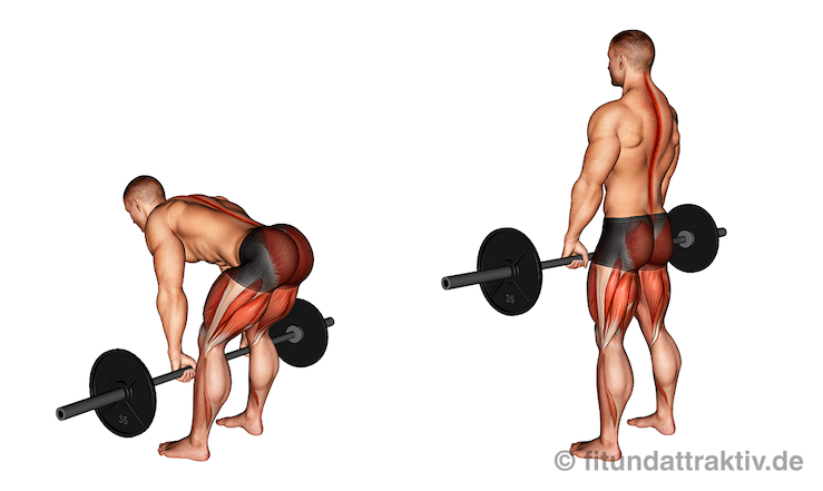 Kreuzheben Muskelgruppen: Bild von der Übung rumänisches Kreuzheben mit Langhantel.
