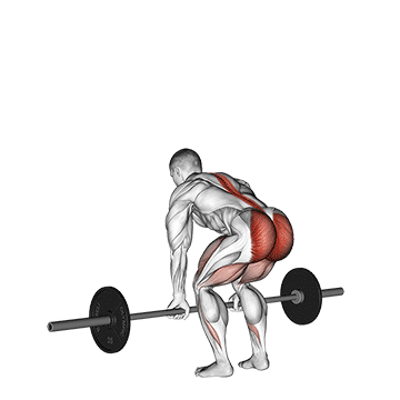 Kreuzheben Muskeln: GIF von der Übung Kreuzheben mit Langhantel.