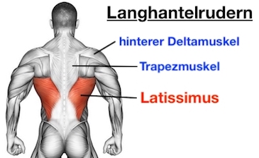 Foto von den Langhantelrudern Muskeln: Latissimus, Trapezmuskel und hinterer Deltamuskel.