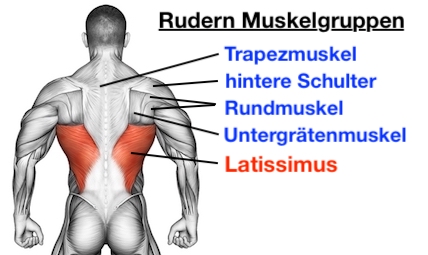 Foto von den Rudern Muskelgruppen.