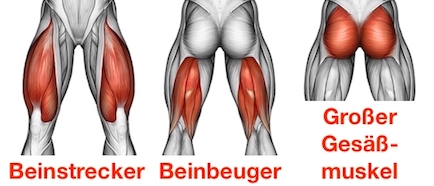 Foto von den Squats Muskeln Beinstrecker, Beinbeuger und großer Gesäßmuskel.