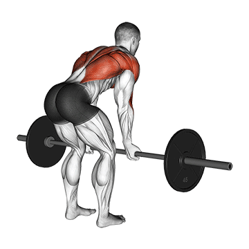 Welche Muskeln werden beim Rudern trainiert? GIF von der Übung Vorgebeugtes Langhantelrudern Untergriff.
