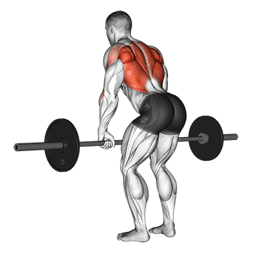 Welche Muskeln werden beim Rudern trainiert? GIF von der Übung Vorgebeugtes Langhantelrudern Obergriff.