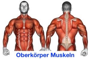 Bild von den Oberkörper Muskeln vorne und hinten.