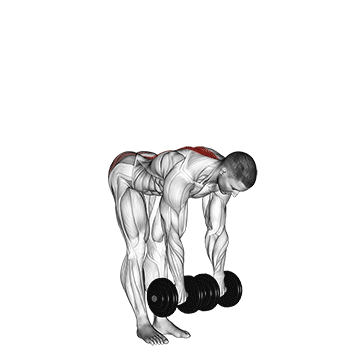 Rückentraining Muskelaufbau: GIF von der Übung Kurzhantel Kreuzheben gestreckt.