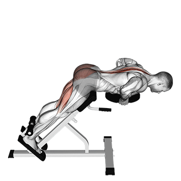 Rückentraining Muskelaufbau: GIF von der Übung Rückenstrecken mit Gewicht.