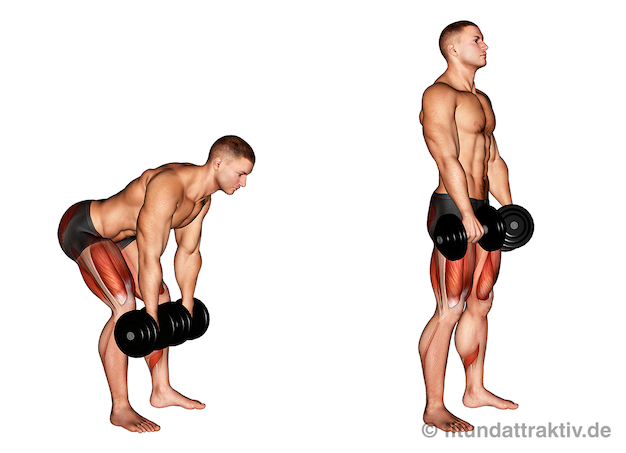 Rückenübungen Muskelaufbau: Bild von der Übung rumänisches Kreuzheben mit Kurzhanteln.